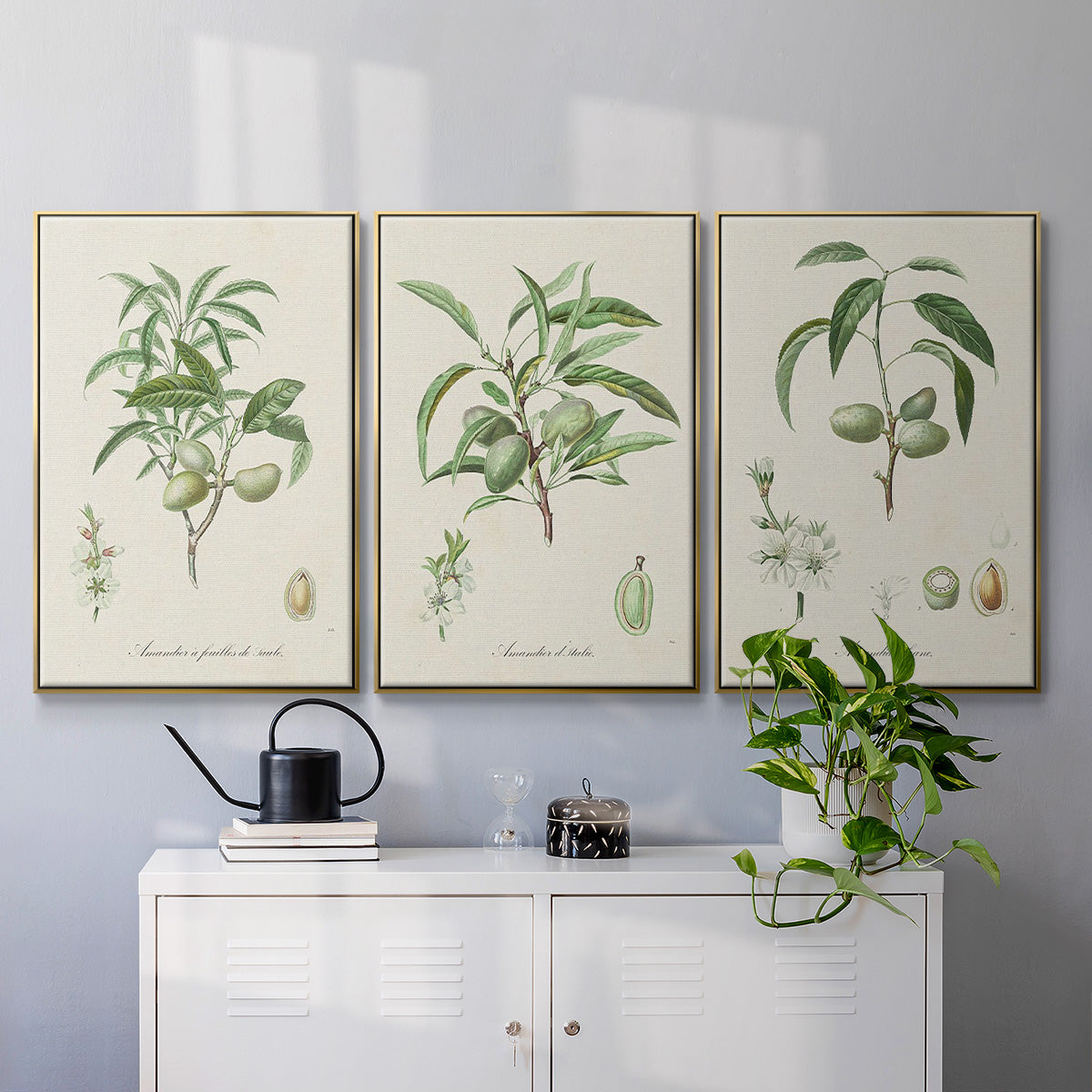 Antique Almond Botanical I - Floater Framed Canvas Set