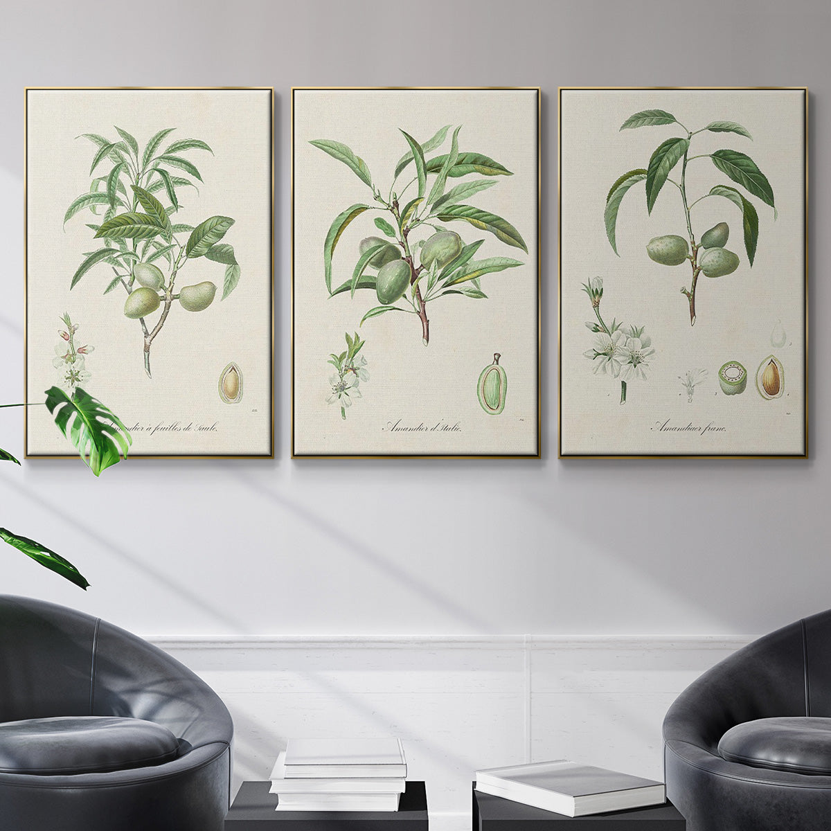 Antique Almond Botanical I - Floater Framed Canvas Set