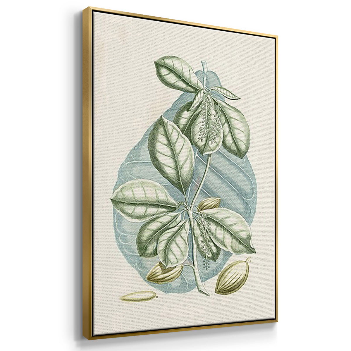 Buchoz Tropicals IX - Floater Framed Canvas Set