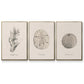 Shore Treasure Study I - Floater Framed Canvas Set
