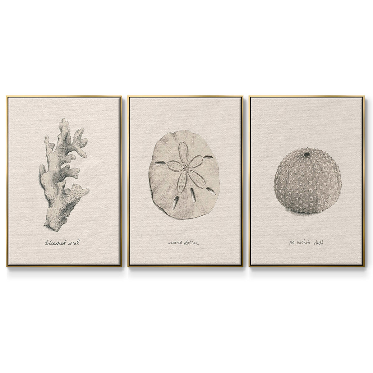 Shore Treasure Study I - Floater Framed Canvas Set