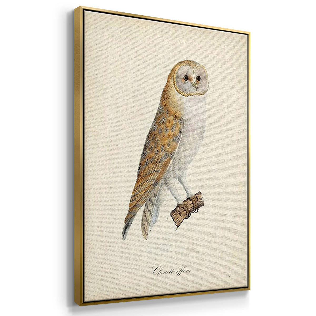French Owls IV - Floater Framed Canvas Set