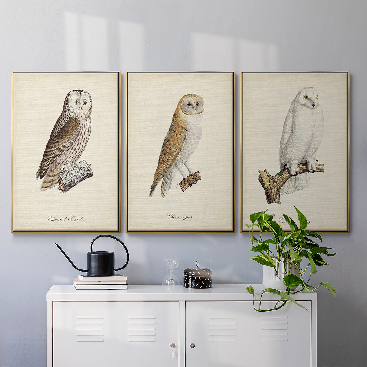 French Owls IV - Floater Framed Canvas Set
