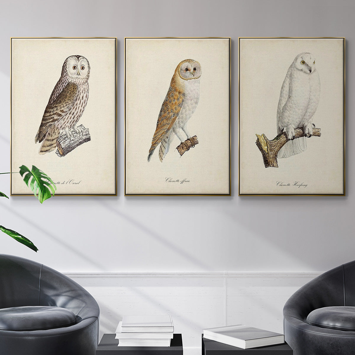 French Owls IV - Floater Framed Canvas Set