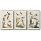 Antique Birds in Nature I - Floater Framed Canvas Set