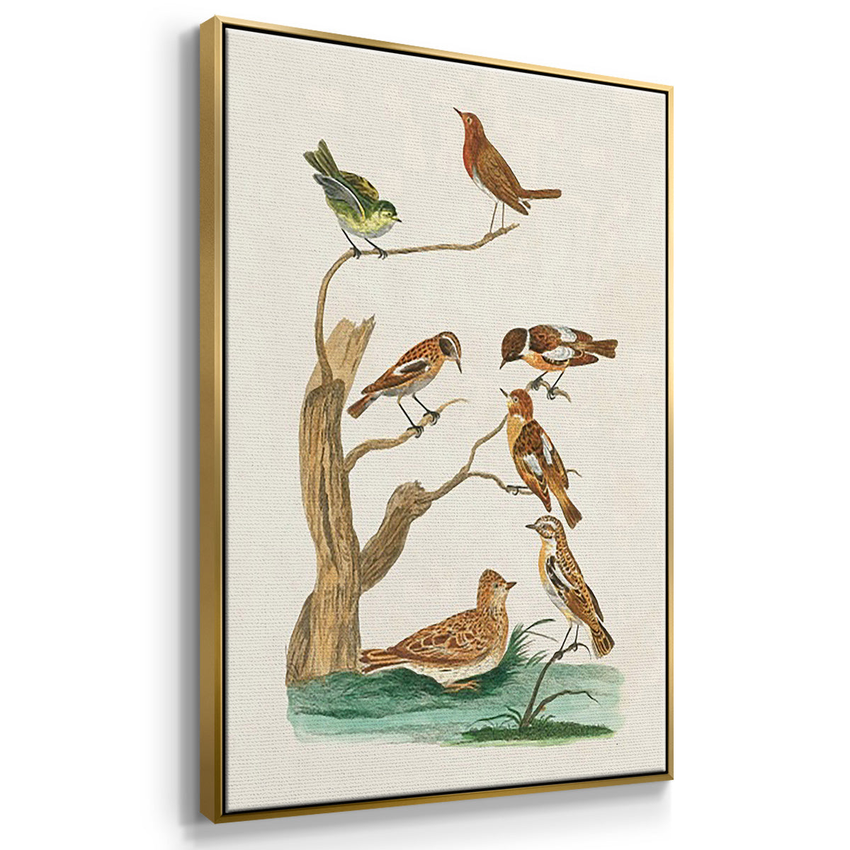 Antique Birds in Nature I - Floater Framed Canvas Set