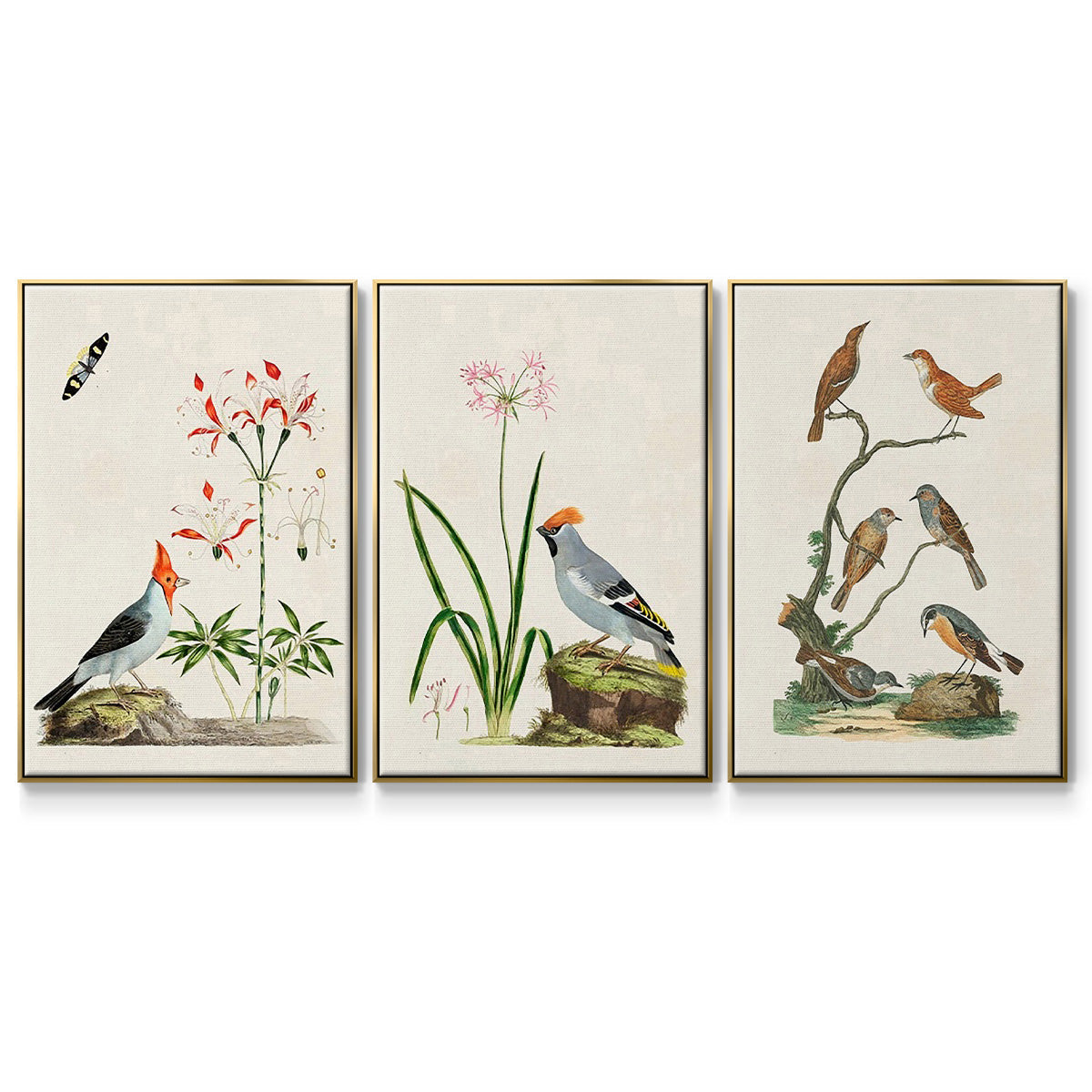 Antique Birds in Nature IV - Floater Framed Canvas Set