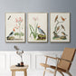 Antique Birds in Nature IV - Floater Framed Canvas Set