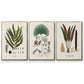 Botanical Society Ferns I - Floater Framed Canvas Set