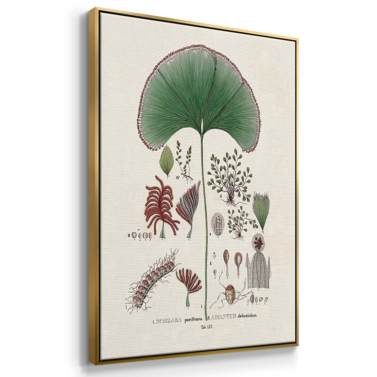 Botanical Society Ferns I - Floater Framed Canvas Set