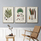 Botanical Society Ferns I - Floater Framed Canvas Set