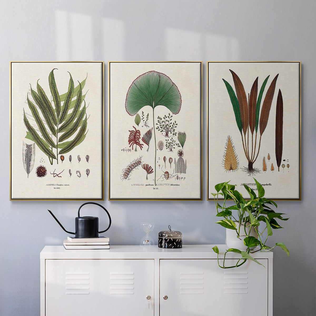 Botanical Society Ferns I - Floater Framed Canvas Set