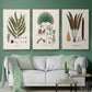 Botanical Society Ferns I - Floater Framed Canvas Set