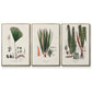 Botanical Society Ferns IV - Floater Framed Canvas Set