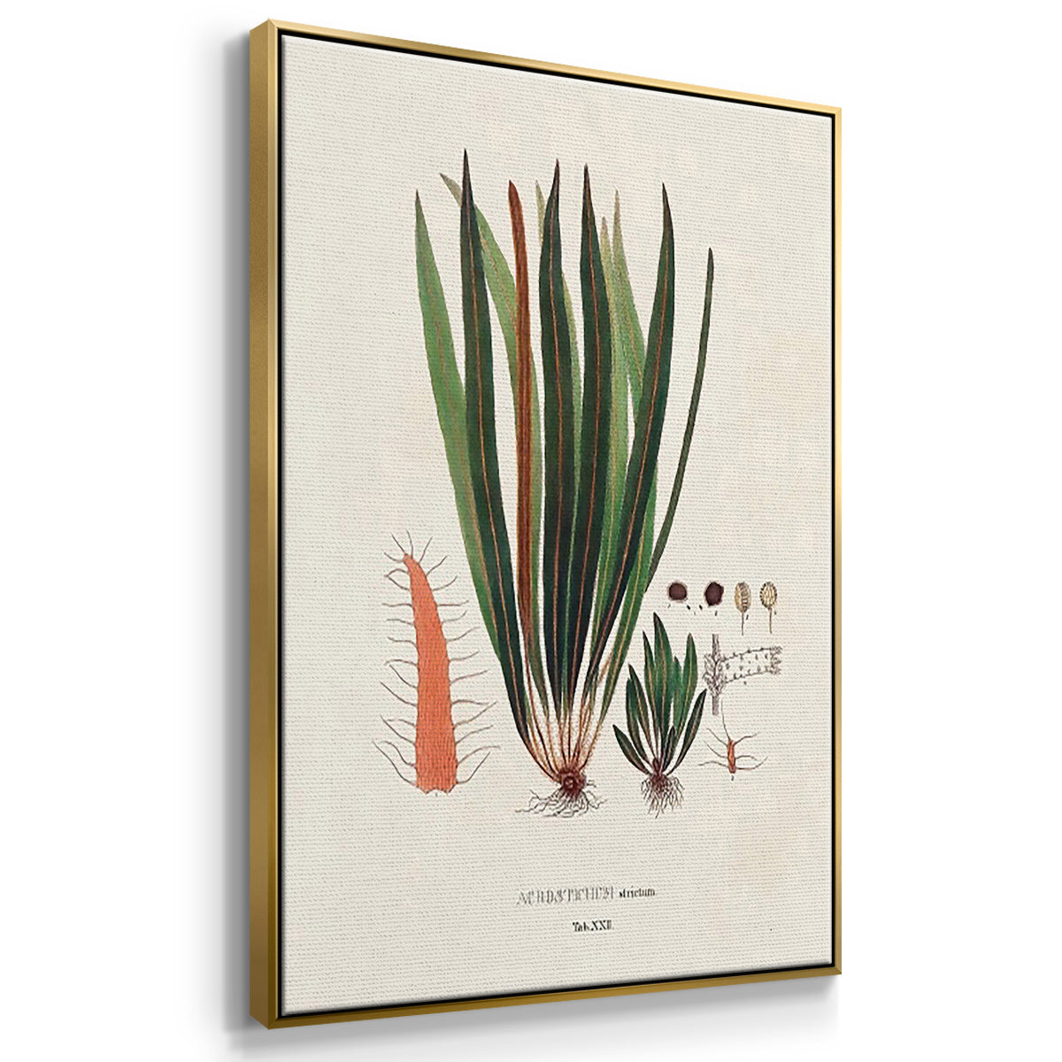 Botanical Society Ferns IV - Floater Framed Canvas Set