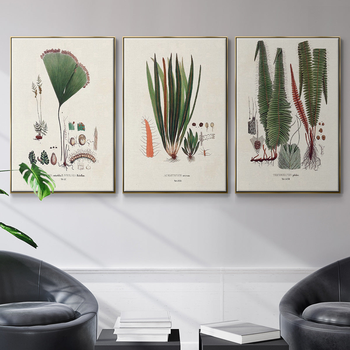 Botanical Society Ferns IV - Floater Framed Canvas Set