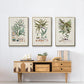 Botanical Society Ferns VI - Floater Framed Canvas Set