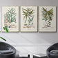 Botanical Society Ferns VI - Floater Framed Canvas Set