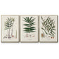 Botanical Society Ferns X - Floater Framed Canvas Set