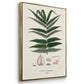 Botanical Society Ferns X - Floater Framed Canvas Set