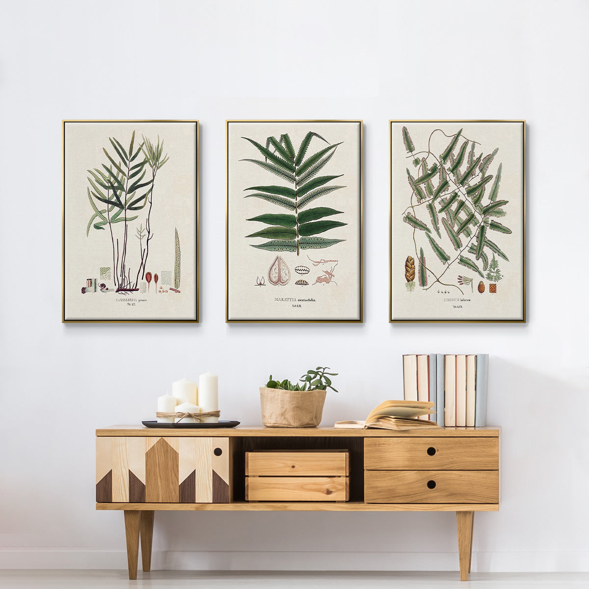Botanical Society Ferns X - Floater Framed Canvas Set