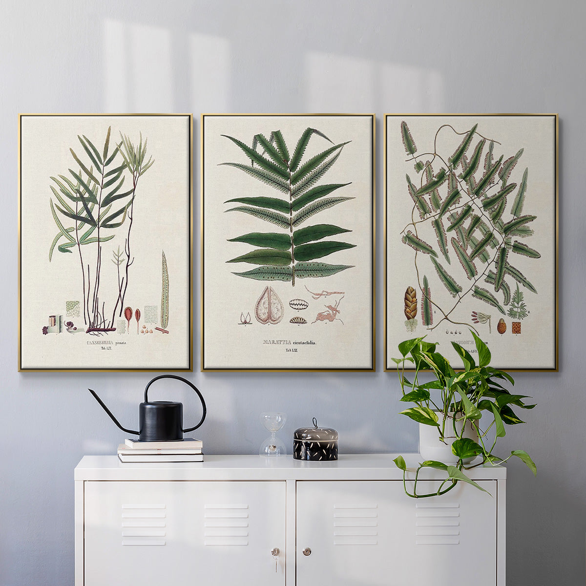 Botanical Society Ferns X - Floater Framed Canvas Set
