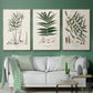 Botanical Society Ferns X - Floater Framed Canvas Set
