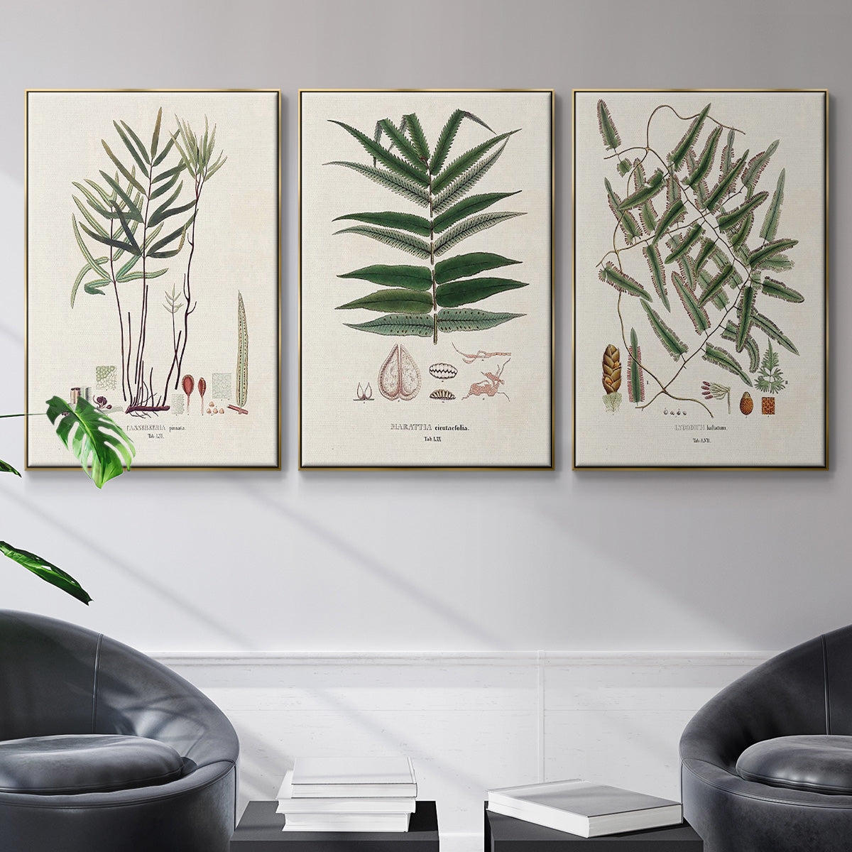 Botanical Society Ferns X - Floater Framed Canvas Set