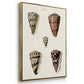 Cone Shell Collection I - Floater Framed Canvas Set