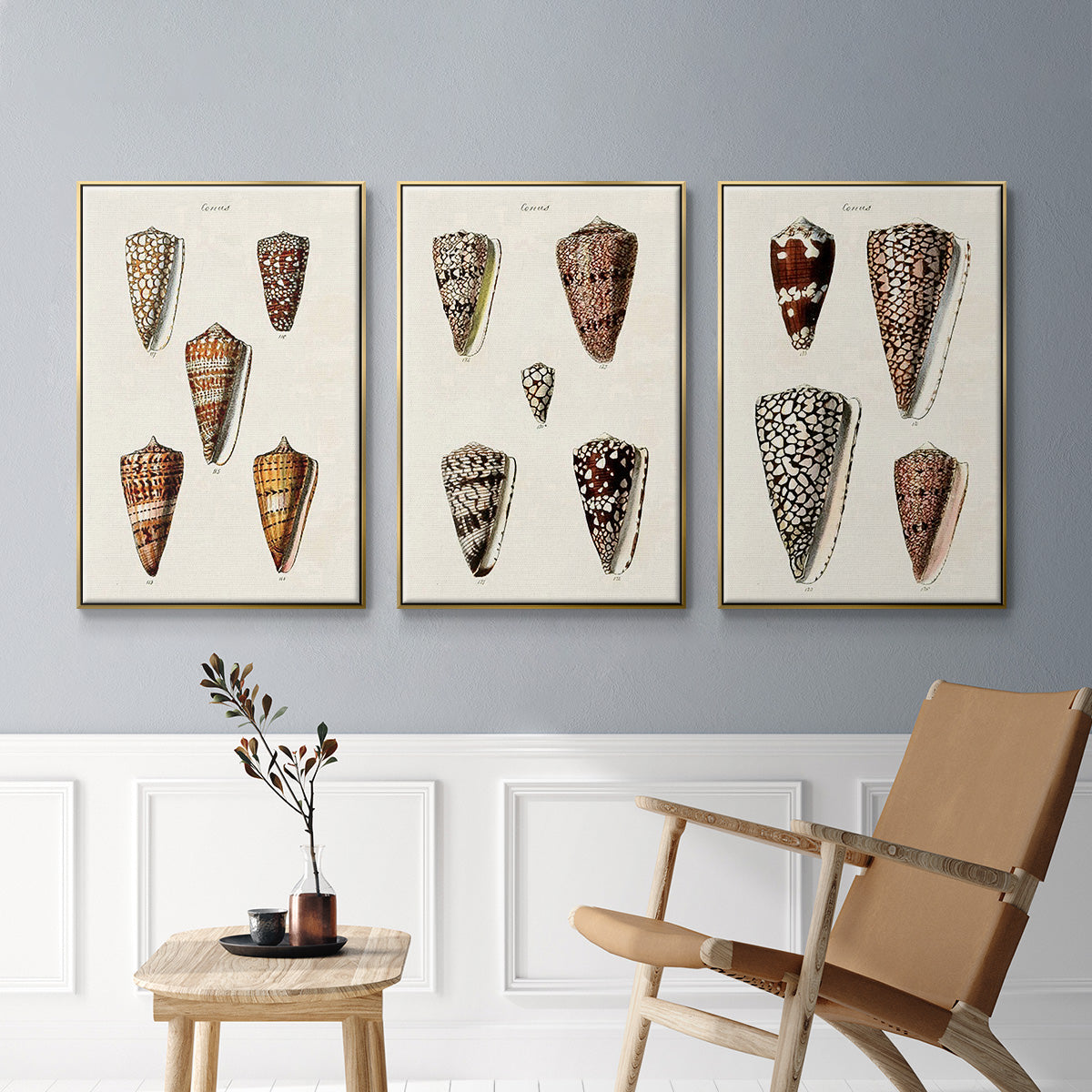 Cone Shell Collection I - Floater Framed Canvas Set