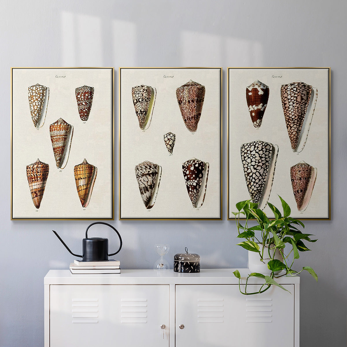 Cone Shell Collection I - Floater Framed Canvas Set