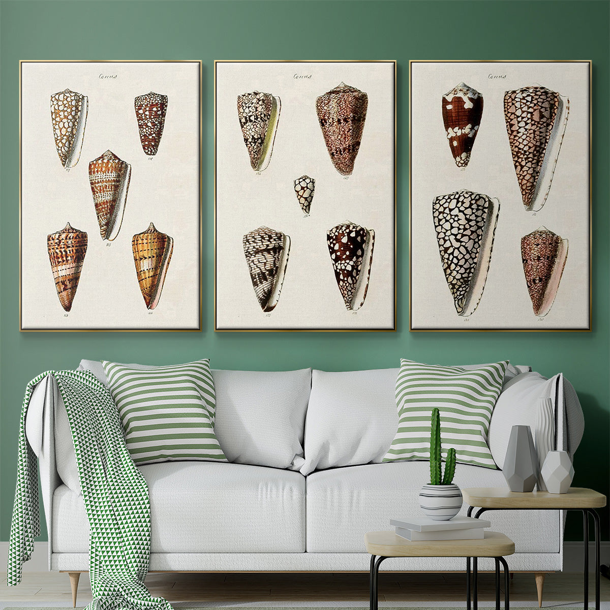 Cone Shell Collection I - Floater Framed Canvas Set