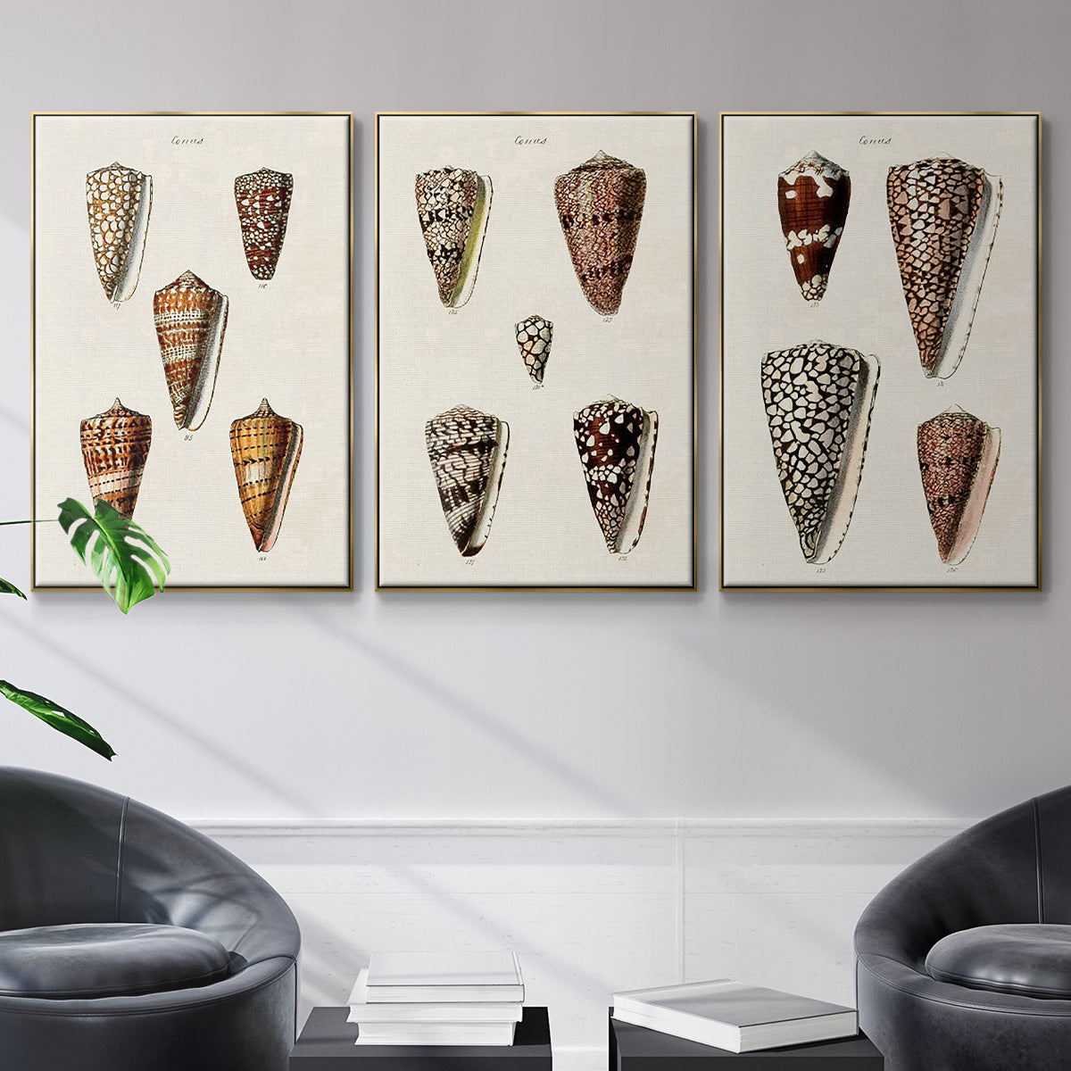 Cone Shell Collection I - Floater Framed Canvas Set