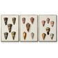 Cone Shell Collection IV - Floater Framed Canvas Set
