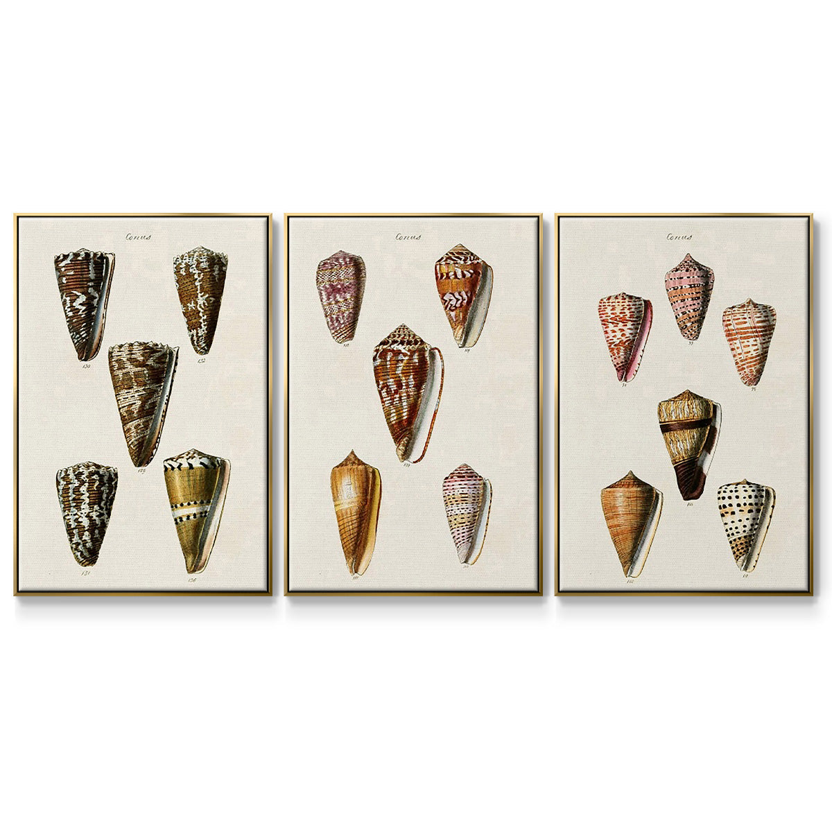 Cone Shell Collection IV - Floater Framed Canvas Set