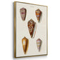 Cone Shell Collection IV - Floater Framed Canvas Set