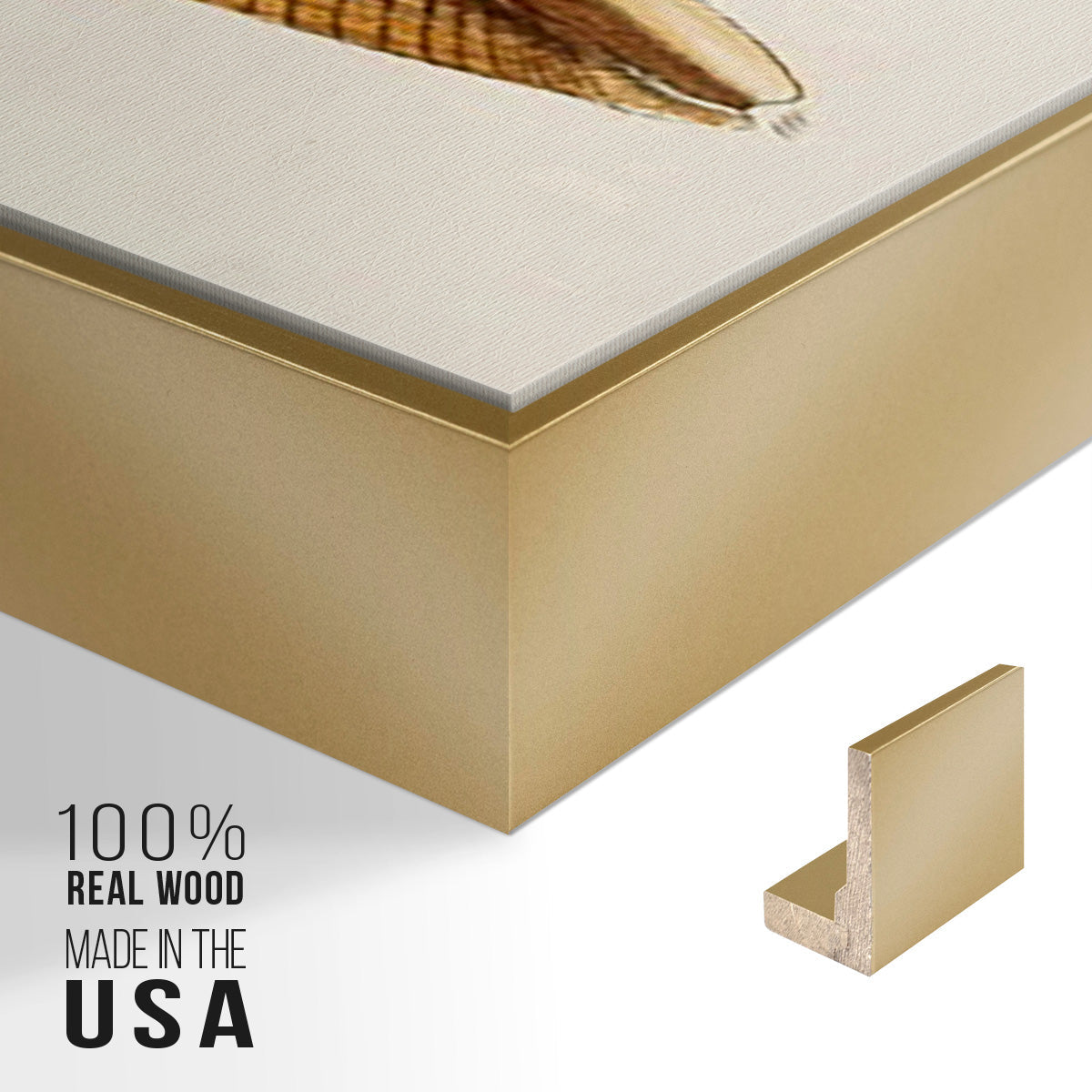 Cone Shell Collection IV - Floater Framed Canvas Set