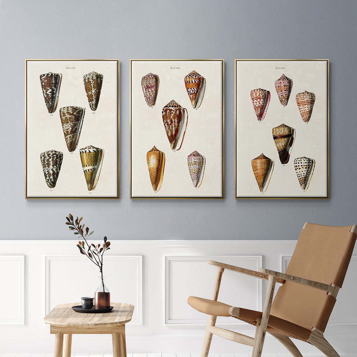 Cone Shell Collection IV - Floater Framed Canvas Set