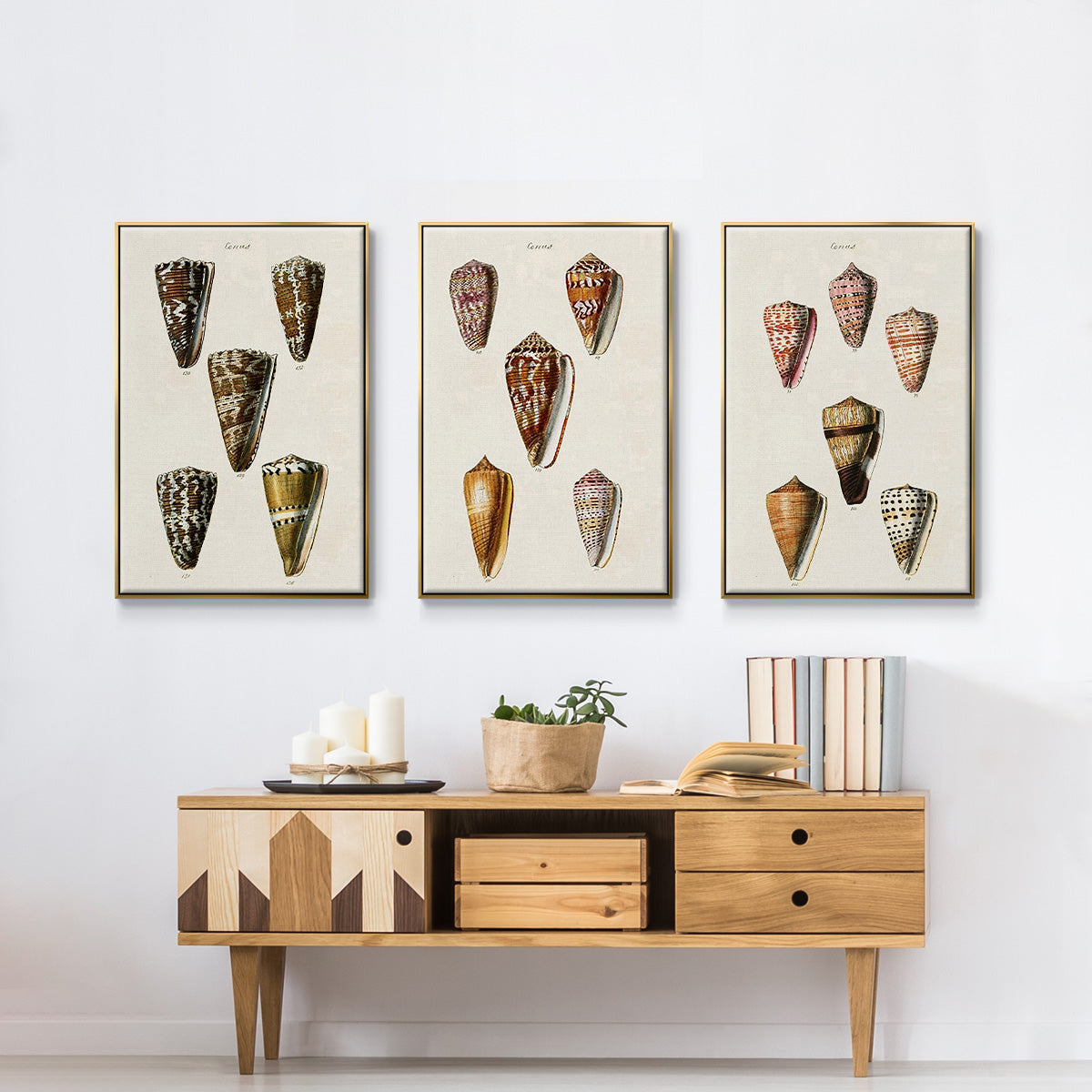 Cone Shell Collection IV - Floater Framed Canvas Set