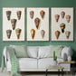 Cone Shell Collection IV - Floater Framed Canvas Set