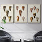 Cone Shell Collection IV - Floater Framed Canvas Set