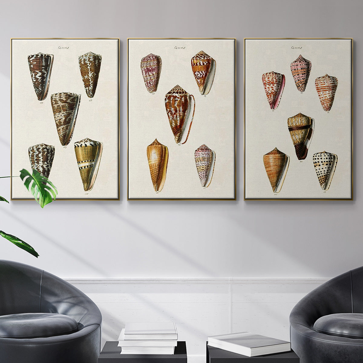 Cone Shell Collection IV - Floater Framed Canvas Set