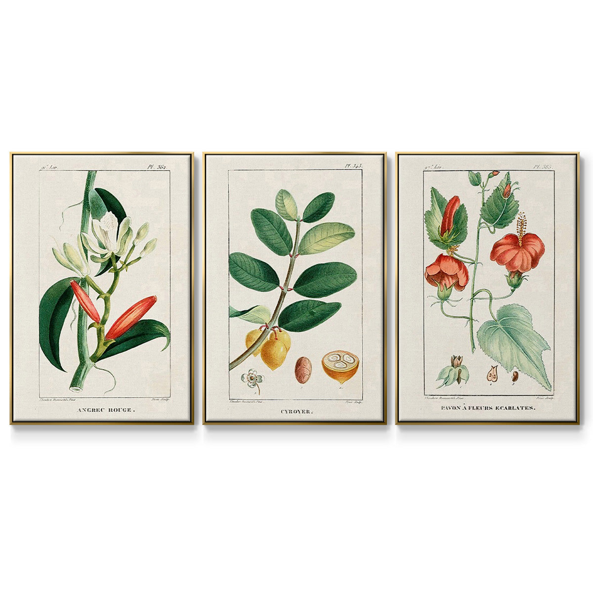 Turpin Tropical Botanicals IV - Floater Framed Canvas Set