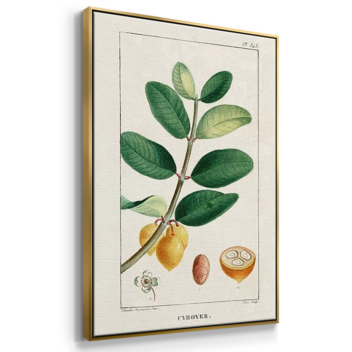 Turpin Tropical Botanicals IV - Floater Framed Canvas Set