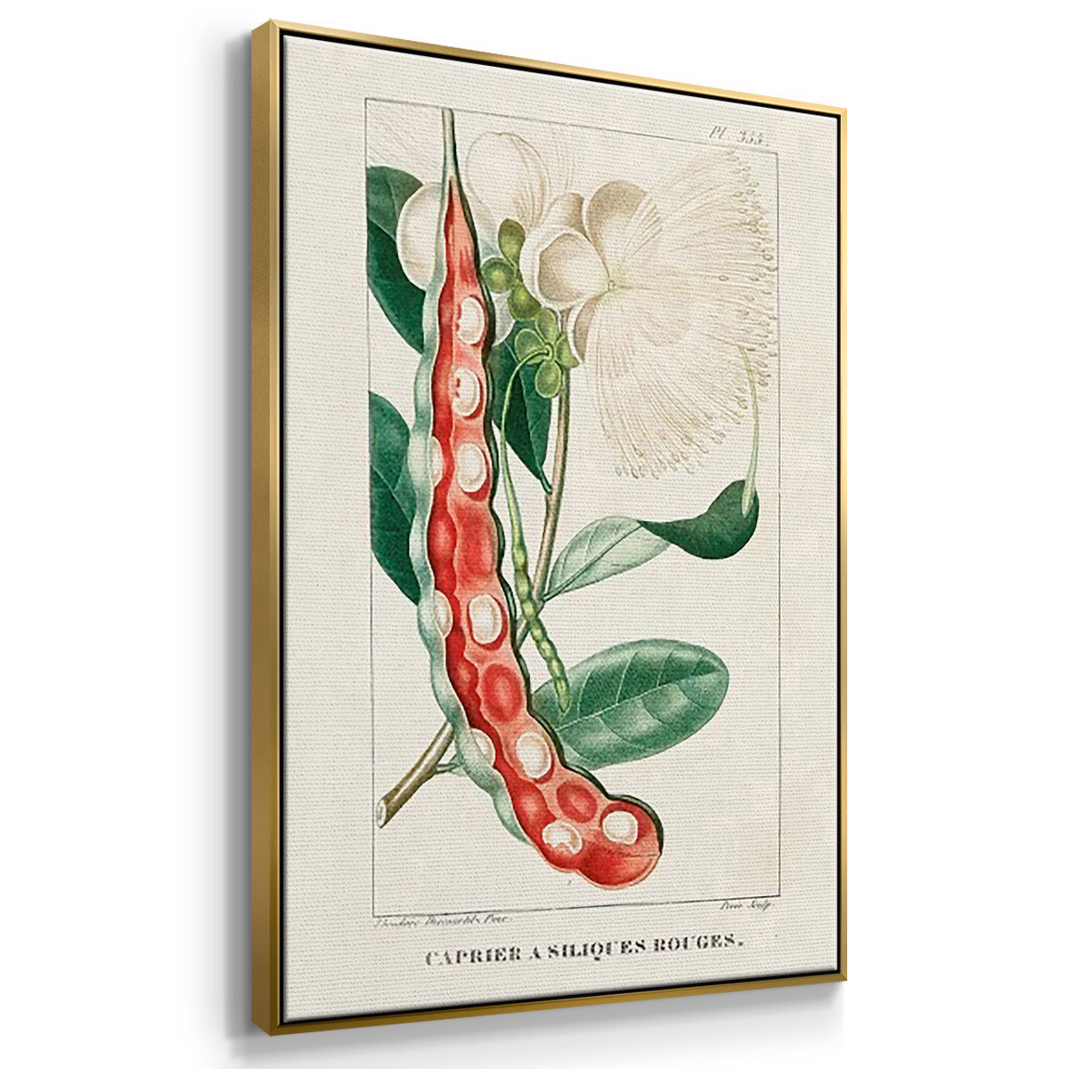 Turpin Tropical Botanicals VI - Floater Framed Canvas Set