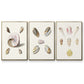 Pastel Knorr Shells I - Floater Framed Canvas Set