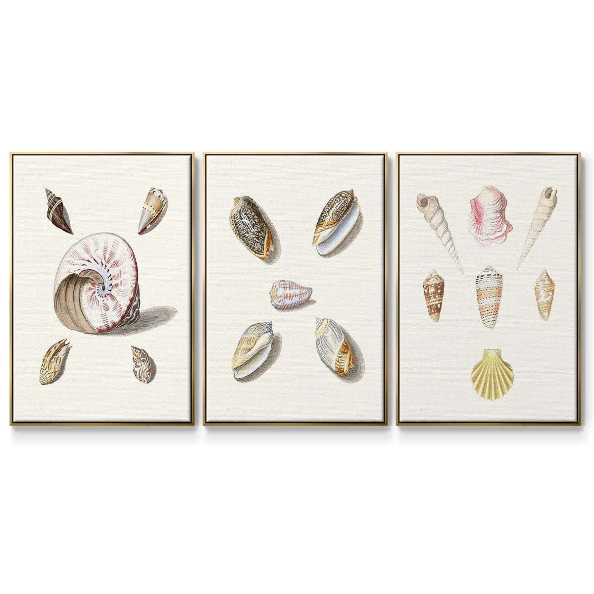Pastel Knorr Shells I - Floater Framed Canvas Set