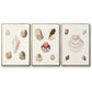 Pastel Knorr Shells IV - Floater Framed Canvas Set