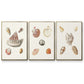 Pastel Knorr Shells VI - Floater Framed Canvas Set