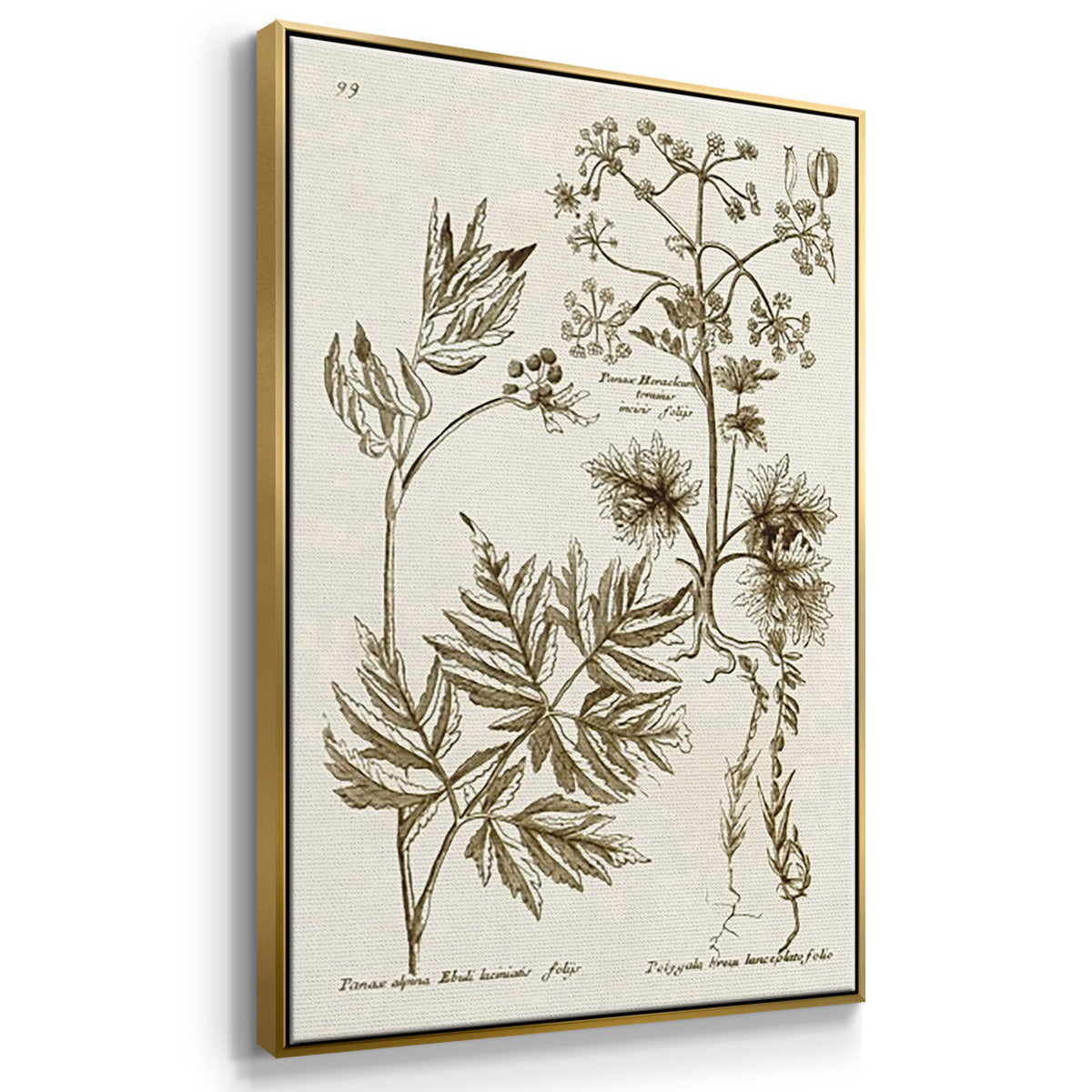 Sepia Botanical Journal I - Floater Framed Canvas Set